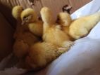 Baby Duck