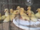 Baby Ducks