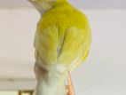 Baby Gouldian Finches Bird