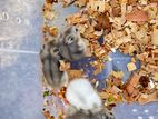 Baby Hamsters