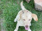 Labrador Puppies