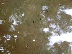 Baby Mollies Fish