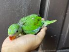 Baby Parrot Chick