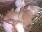 Baby Rabbits