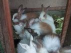 baby rabbit for sale