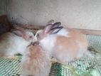 Baby Rabbit