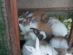 baby rabbit