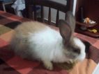 Baby Rabbits