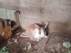 baby rabbit