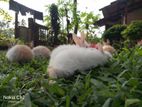 Baby Rabbits