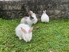 Baby Rabbit