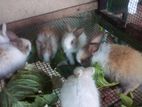baby rabbit
