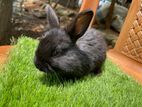 Baby Rabbit