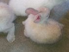Baby Rabbits