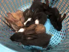 Baby Rabbits