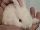 Baby Rabbits