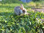 Baby Rabbits