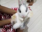 Baby Rabbits