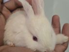 Baby Rabbits