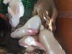 Baby Rabbits