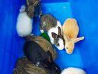 Baby Rabbits