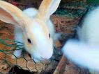 Baby Rabbits