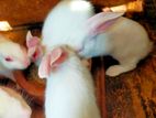 Baby Rabbits
