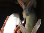 Baby Rabbits