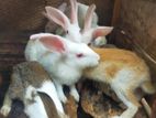 Baby Rabbits