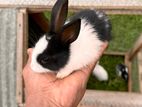 Baby Rabbits for sale