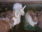 Baby Rabbits