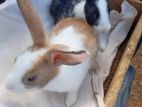 Baby Rabbits
