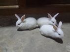 Rabbits