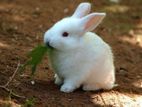 Baby Rabbits