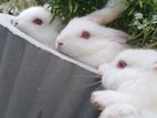Baby Rabbits