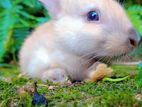 Baby Rabbits