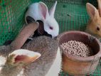 Baby Rabbits