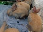 Baby Rabbits