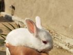 Baby Rabbits