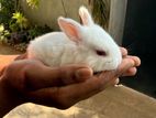 Baby Rabbits
