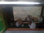 Baby Rabbits