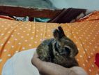 Baby Rabbit