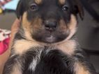 Baby Rottweiler