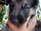 Baby Shepherds