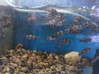Baby Tiger Oscar Fish