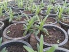 BABY’S Breath Plants