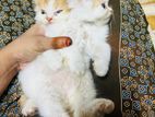 Persian Kittens