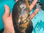 Oscar Fish