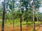 බැල්ලපිටිය වල්පිට පාරෙන් වටිනා බිම්කොටස් විකිනීමට