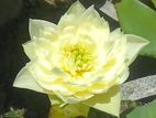 බැංකොක් කහ නෙළුම් පැළ- Bangkok Yellow lotus